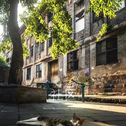 【西街街道火车站社区周动态•第30期】解锁社区新模样，美好正在发生