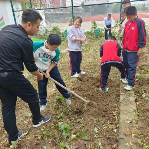 快乐秋收 “薯”你最棒——商店镇第二小学红薯秋收劳动实践活动