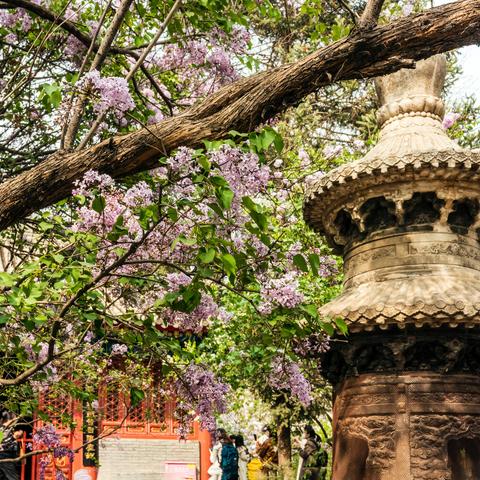 丁香盛开的法源寺