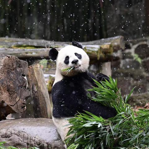 遇见初雪，邂逅童心——中和第三幼儿园开展“初雪”主题活动