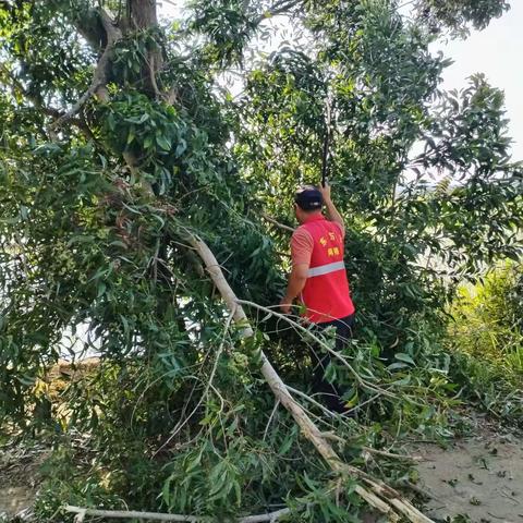 大树叉被风吹断占道，网格员及时清理“拦路虎”