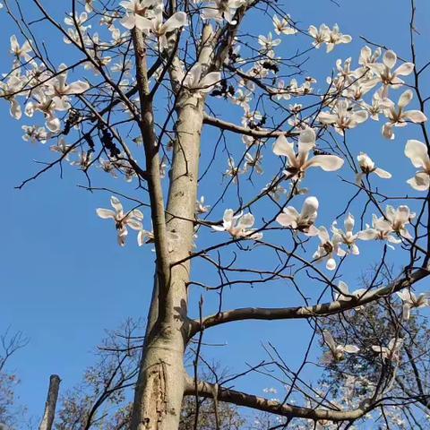 春天🍃如期而至，一起静待花开🌸