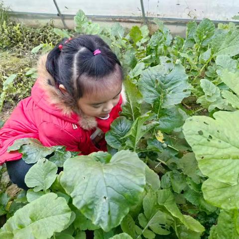 菜园里的欢乐时光