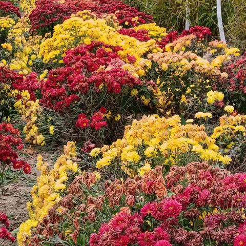 “徒步赏秋田，研学悟乡情 ” —— 二河乡中学校回龙山庄研学实践活动纪实