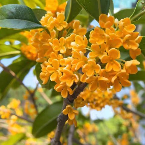 寻味·秋桂——上栗镇胜利小学附属幼儿园食育活动之桂花小汤圆