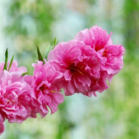春风桃花相映红
