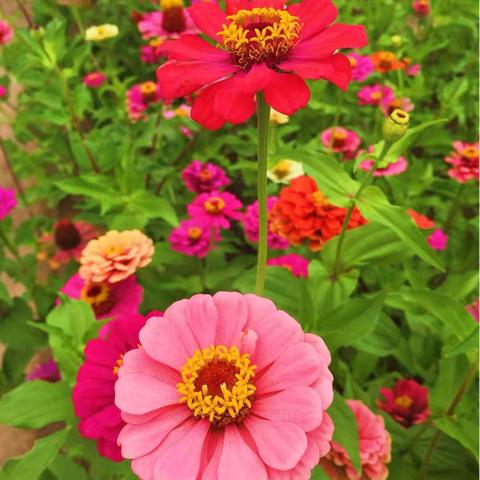 开在回忆里的时光花