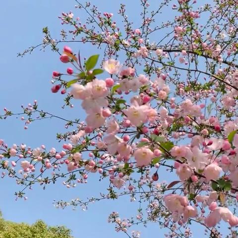 春天如期而至，一起静待花开🌸