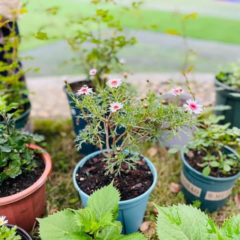 《春日时光》主题系列活动——汉水琴台幼儿园小一班