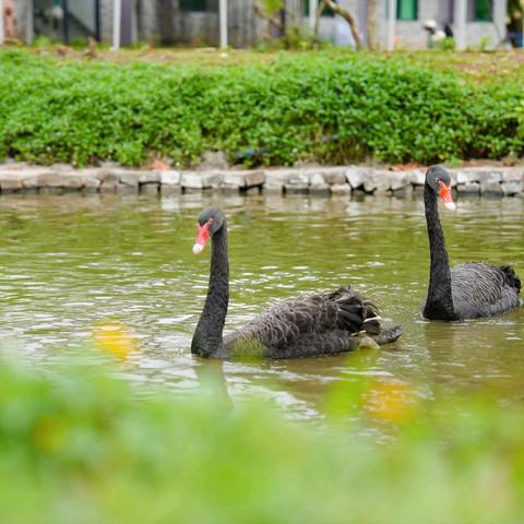 探秘“海上森林” 沉醉和谐之美 ——2025年秋季海口市滨海第九小学美丽沙分校二年级社会实践活动