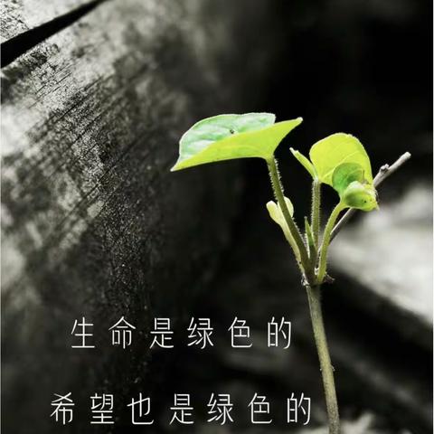 “我树伴我长”——黄堽镇新世纪小学植树节植树活动