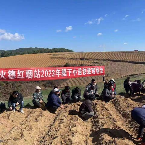 抢抓节令、抓实面积——火德红烟叶工作站召开膜下小苗移栽现场会