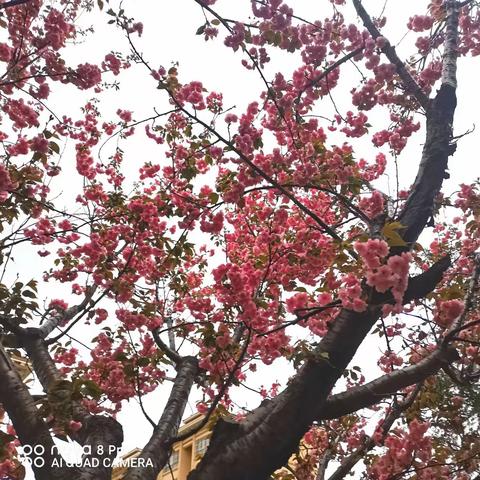 雨后的樱花也很美！