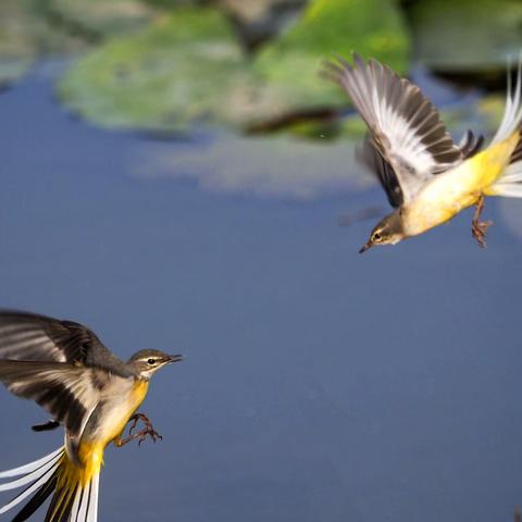 最轻、最专业的拍鸟器材——奥之心OM-1及150-400mm F4.5 TC1.25x 体验记