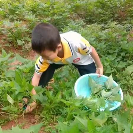 鸡塘小学劳动周学生劳动实践活动