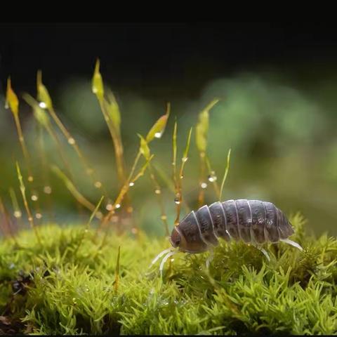 西瓜虫奇遇记——盛世珑庭幼儿园中班课程故事