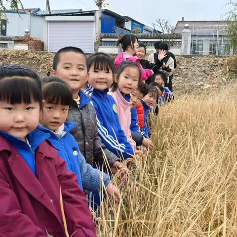 稻花香里迎丰收———义民学校幼儿园亲自然稻田之旅