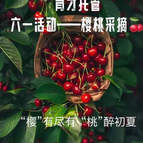 育才托管 六一儿童节活动——樱桃采摘，带孩子们实现樱桃自由🍒