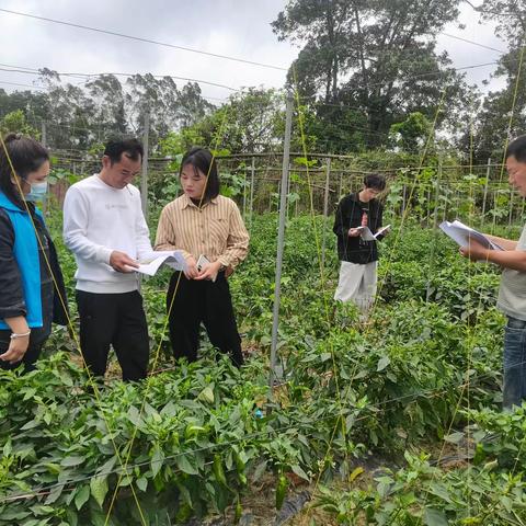 龙华区龙泉镇2024年开展非法种植毒品原植物踏查工作