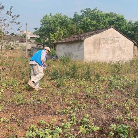 龙华区龙泉镇开展2024年非法种植制毒原植物踏查铲除行动