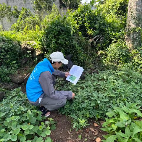龙华区龙泉镇开展2025年非法种植毒品原植物踏查铲除行动