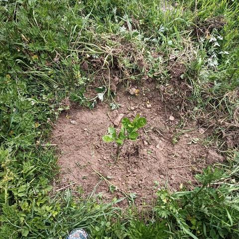 关山林场石尧管护河站：全力做好储备林项目补植