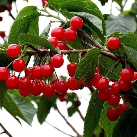 循化县第二幼儿园大一班社会实践摘樱桃活动🍒