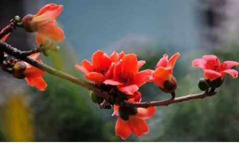 春风化雨滋乡校 ﻿课堂绽放语花香 ——昌江县初中语文陈文斌名师工作室送教下乡暨陈白玉课题成果推广活动来到峨港学校