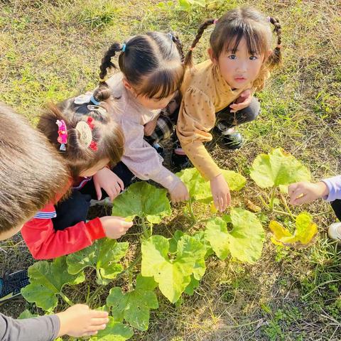 桥北乡第二幼儿园“秋”活动