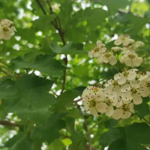 阳光课堂展风采 交流研讨绘新篇 ——京开路第一小学语文骨干教师引领课展示