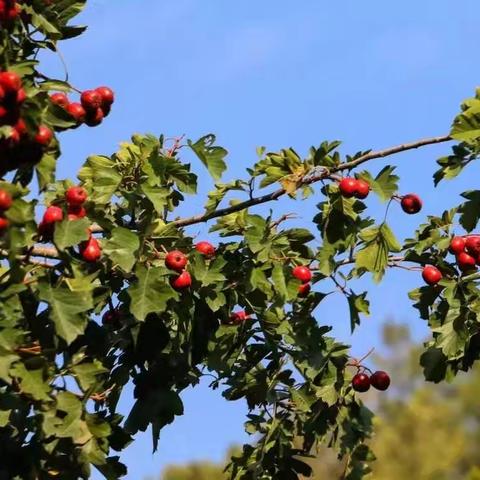 骨干教师展风采 深耕课堂共成长 ——濮阳市第十中学教育集团京开校区语文骨干教师引领课展示