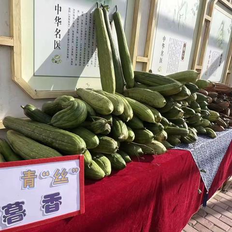 【行知教育·丰收百草润童心】青丝暮香——记唐山市娘娘庙小学五年级丝瓜PBL跨学科项目式学习活动