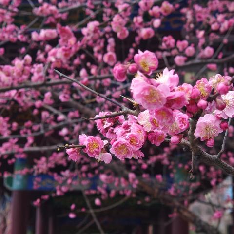 研诗润心 共促成长——息县第三小学语文组第二周教研活动纪实