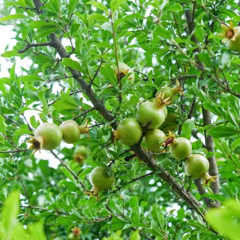 秋日“榴”香，童心欢畅——记省元头学校六年级最甜蜜的开心事