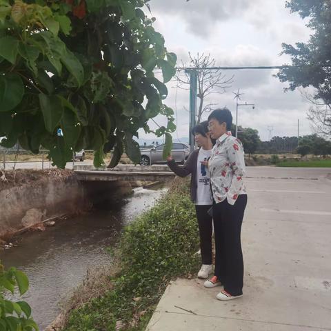 崖州区政协副主席朱肖蔓巡查拱北水