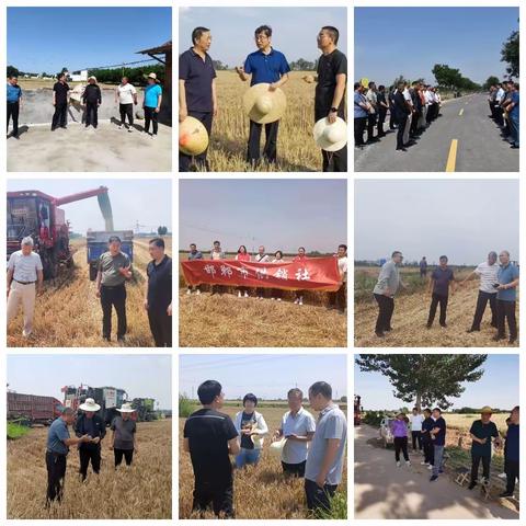 抢收抢种当先锋      “三夏”一线党旗红