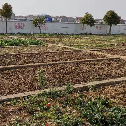 星光小学2025春种总结：校园沃土绽生机