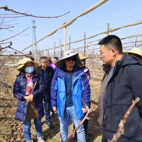 国内樱桃产业专家到永寿指导春季车厘子管理