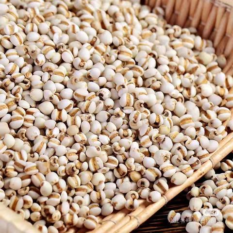 西宁市城北区绿洲幼儿园童蒙养正课堂药食同源-薏米