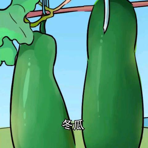 西宁市城北区绿洲幼儿园童蒙养正课堂药食同源-冬瓜