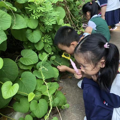 山姆幼儿园学习故事《和昆虫say“嗨”》