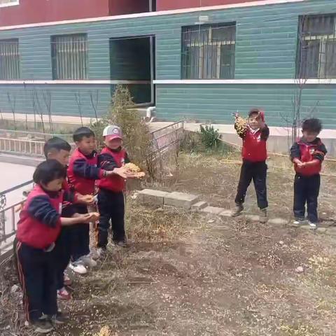 城东白莲幼儿雪花班“春种一粒豆，秋收万颗子”豆豆种植活动