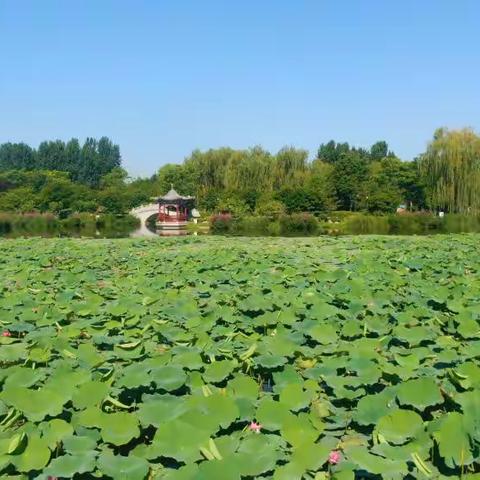 千城胜景｜河北正定：古城盛夏荷花香 花开朵朵幽韵长