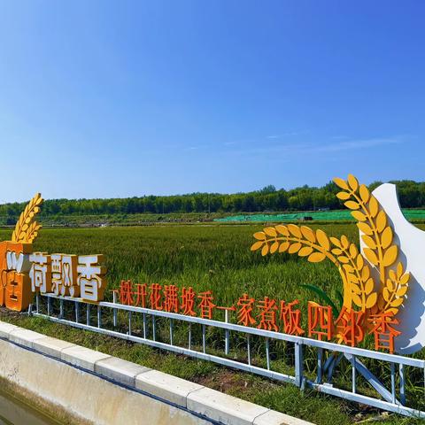 【寻美·中国】明水街道西营村：稻浪翻涌 大地欢歌 又是一年好“丰”景