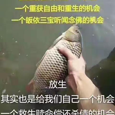 又是一年放生时