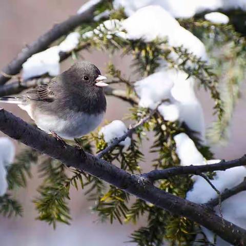 二十四节气卡之＂小雪＂