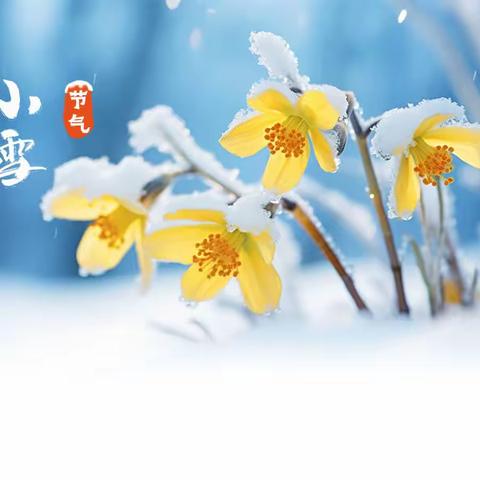 落雪点冰河，枝头谱冬歌一一小雪节气信