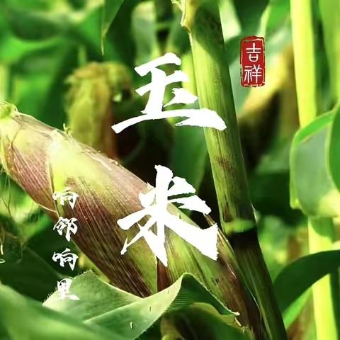 【“玉”你相遇 “米”中作乐】——济南市历下区禾润幼教集团华庭园大七班玉米采摘记