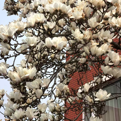 京疆同心研教学，谋定笃行谱华章——高新区（新市区）小学语文优秀青年教师成长工作室赴京跟岗学习（一）