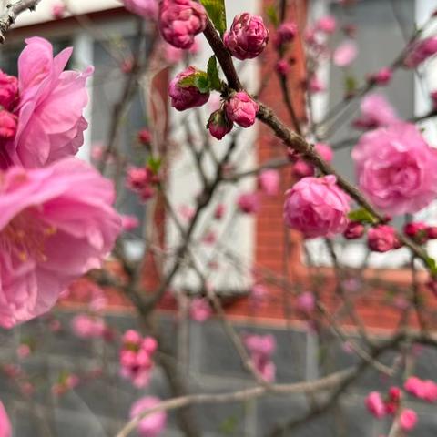 跟岗励初心 笃行共成长 ‍——高新区（新市区）小学语文优秀青年教师成长工作室赴京跟岗学习（四）
